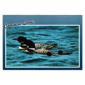 Vintage Common Loons Postcard Layne Kennedy Unused Nature Wildlife Photography